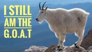 When a humble goat became the Greatest Of All Time 2 OrangeNews9 OrangeNews9
